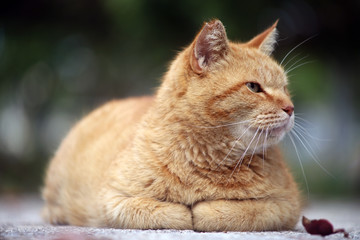 くつろぐ茶トラの猫