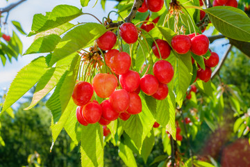 Branche de cerisier avec les fruits mûrs en été.