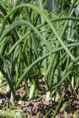 Obraz premium Echalottes