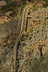 Female of sand lizard (Lacerta agilis)