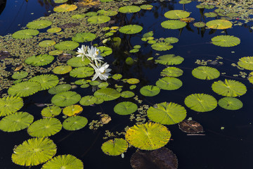 Waterlilies in a botanical garden, in Naples, Florida, usa