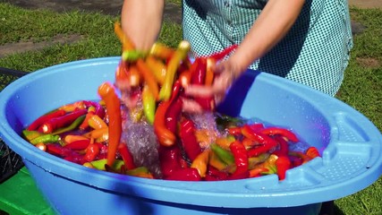 Hands washing fresh red, yellow, and green chili peppers in a blue plastic basin on a sunny day, concept of freshness and food preparation outdoors - Powered by Adobe