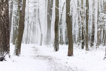 magic time for walking in the fresh air/ snow-covered trees along the footpath in the park in winter