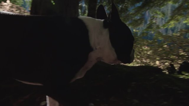Lens Flare on Boston Terrier Dog Running Down Forest Trail