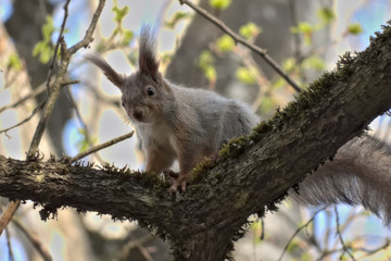 Eurasian red squirrel