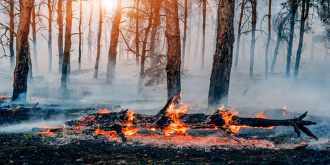 fire in the forest a lot of smoke and fire.