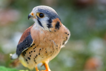Kanadischer Buntfalke