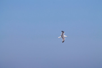 seagull flying, blue sky background
