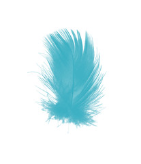 Obraz premium feather color turquoise emerald green on white background