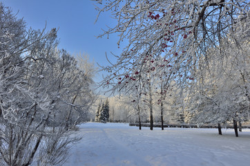 Beautiful winter landscape in the city park hoarfrost covered