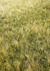 Alpine grass background