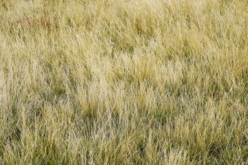 Alpine grass background