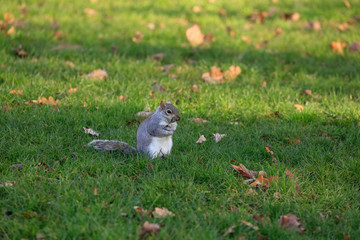 Squirrel on the grass