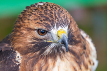 Amerikanischer Rotschwanzbussard