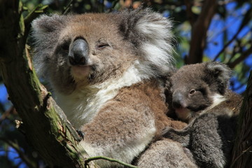 Little koala cling to her mother on a tree branch