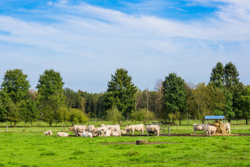 white cows in a grassy field. Cows on a summer pasture