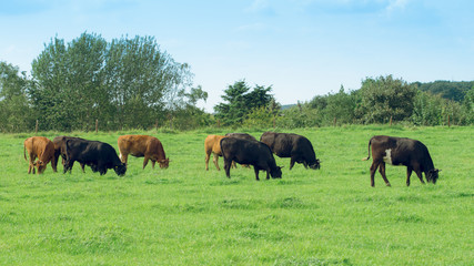 Fototapeta na wymiar cows on meadow. Cow on a summer pasture