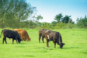 Herd of cows. Cows on the field