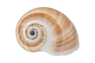 Snail shell on a white background