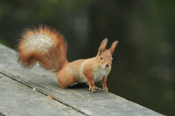 Funny curiosity red squirrel sits on wooden board and stares