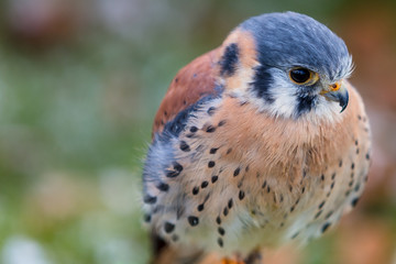 Kanadischer Buntfalke