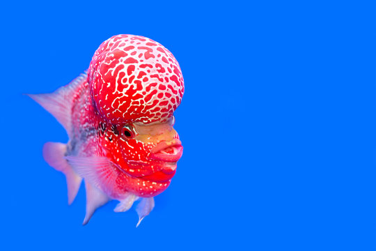 999 Flowerhorn Fish Pictures  Download Free Images on Unsplash