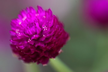 マクロレンズで撮った花