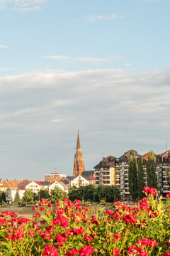 Osijek, Croatia view on church tower and skyscraper with red roses in foreground