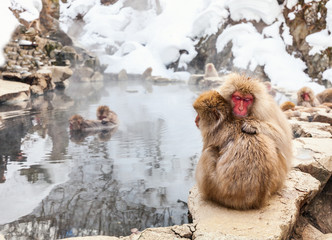 Fototapeta premium Snow Monkeys