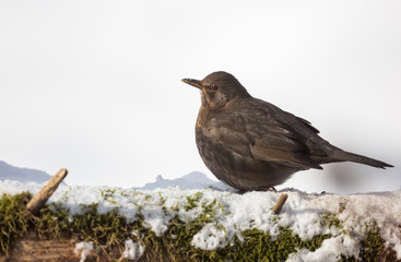 Obraz premium Merle femelle