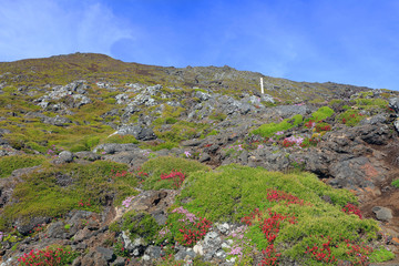 Old Lava on Pico volcano (2351m), Pico Island, Azores, Portugal, Europe