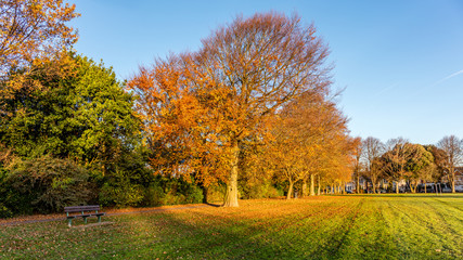 Naklejka premium Autumn Colours - Trees in Victoria Park, Worthing