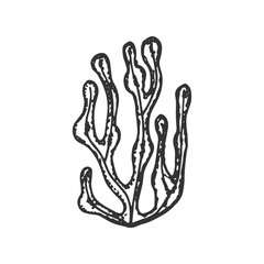 algae hand drawing vector. sketch isolated