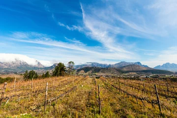 Foto op Plexiglas Vineyards landscape © BlueOrange Studio