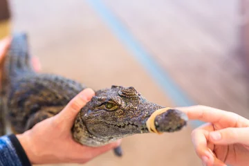 Küchenrückwand Plexiglas Krokodil Baby Nilkrokodil