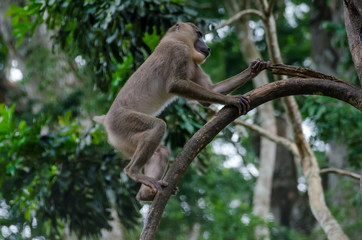 Young drill monkey climbing tree in rain forest of Nigeria