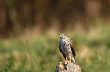 Sperber-Weibchen  accipiter nisus