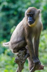 Young drill monkey sitting on small tree in rain forest of Nigeria