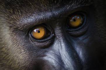 Closeup portrait of young drill monkey in rain forest of Nigeria