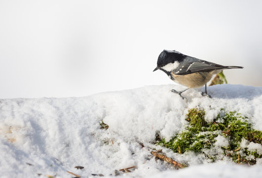M&eacute;sange nonnette