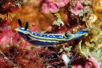 Hypselodoris tricolor 845_045, nudibranquio