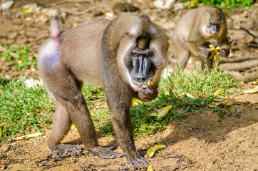 Large male drill monkey feeding on banana in rain forest of Nigeria
