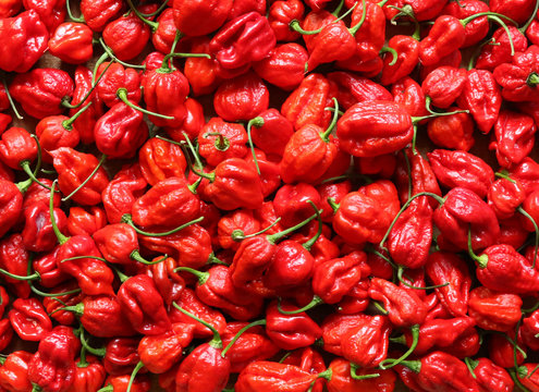 Red hot Trinidad Scorpion peppers