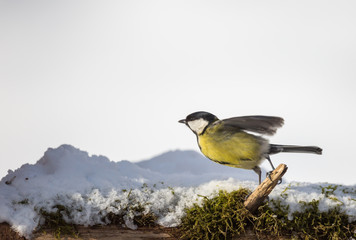 Mésange charbonnière