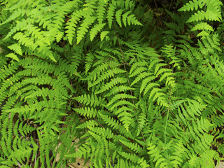 Natural fern leaf cover closeup photo. Tropical greenery top view.