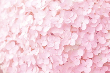 Sommerblühende Hortensie, Blumenbokehhintergrund, Pastell und weiche Blumenkarte