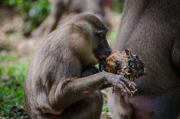 Drill monkey feeding on sweet potato in rain forest of Nigeria