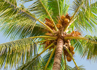 tall palm tree coconut with long branches of leaves against the blue sky