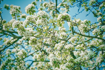 Cherry-plum Flowers