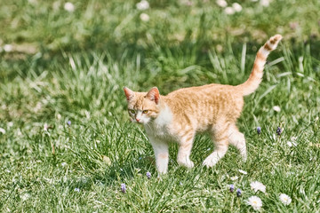 Outbred Cat on the Grass